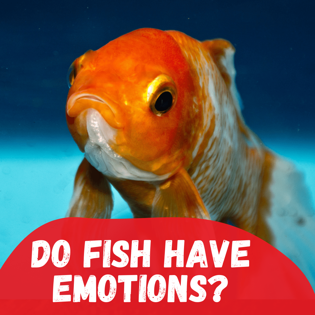 Fish Emotions Archives – Tetra Hook