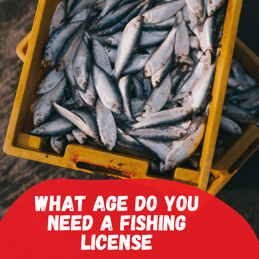What age do you need a fishing license – Tetra Hook