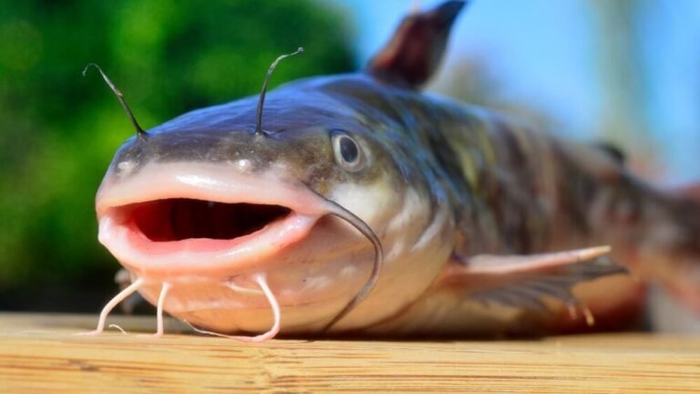 When Is The Best Time To Go Catfishing