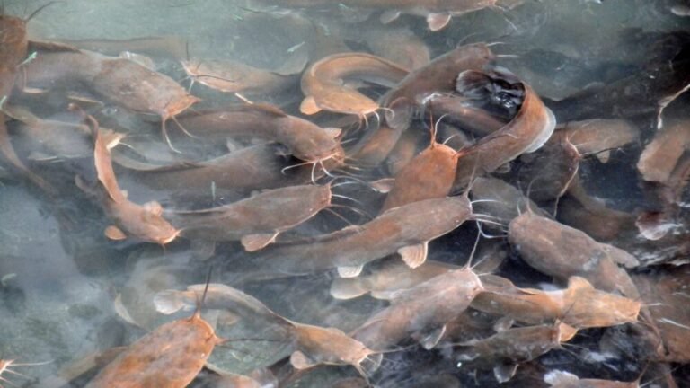 How Many Catfish Are In The World