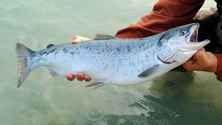 Do You Need A License For Salmon Fishing