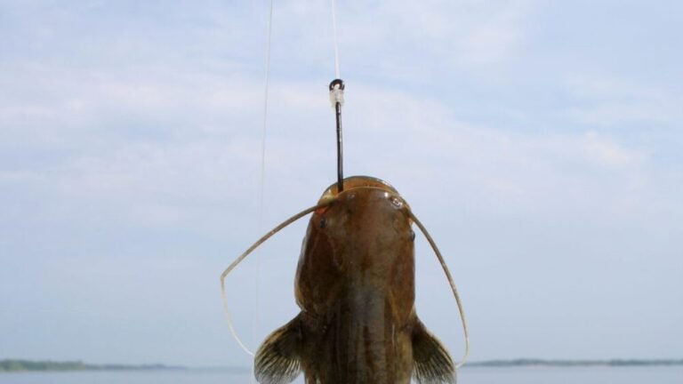 What Kind Of Hooks For Catfish