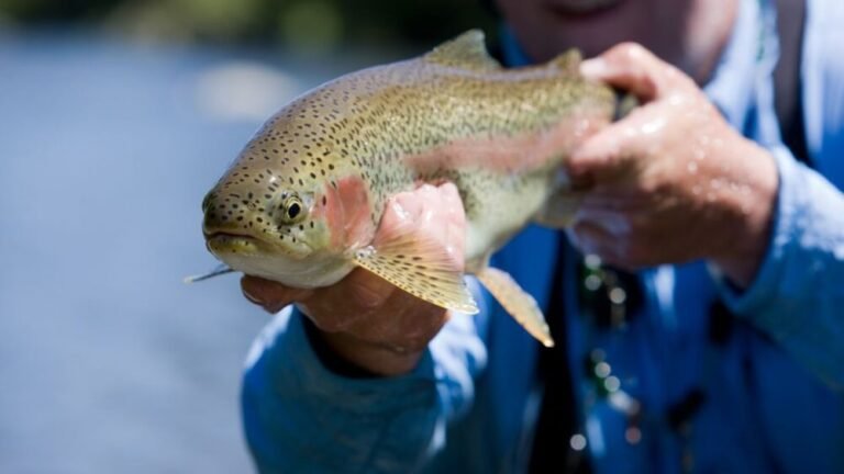 Bead Fishing For Trout