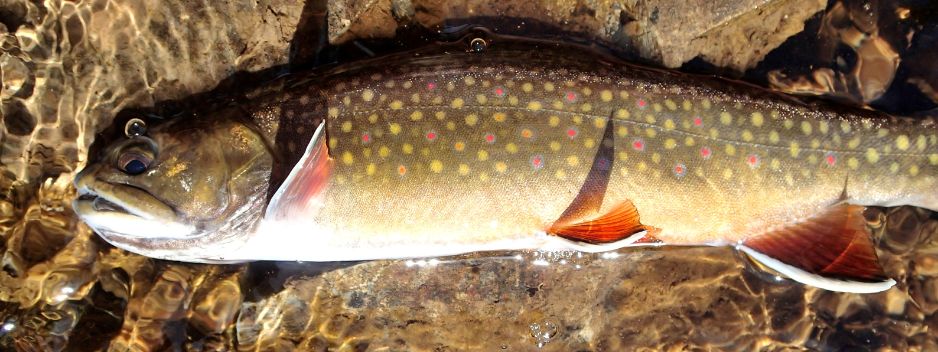 C.A.C - Centerpin Angling Loose Brown Trout Spawn
