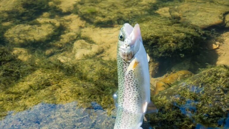 Best Bait For Rainbow Trout