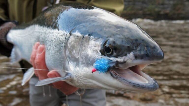 Drift Fishing Steelheads