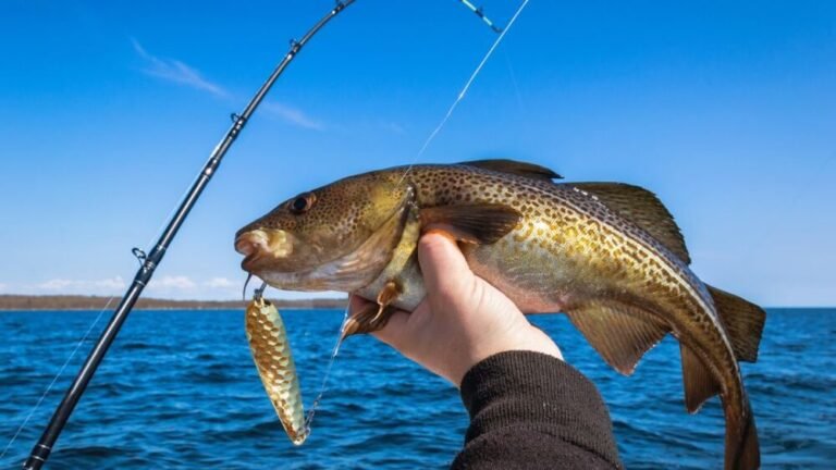 Troll for Fish