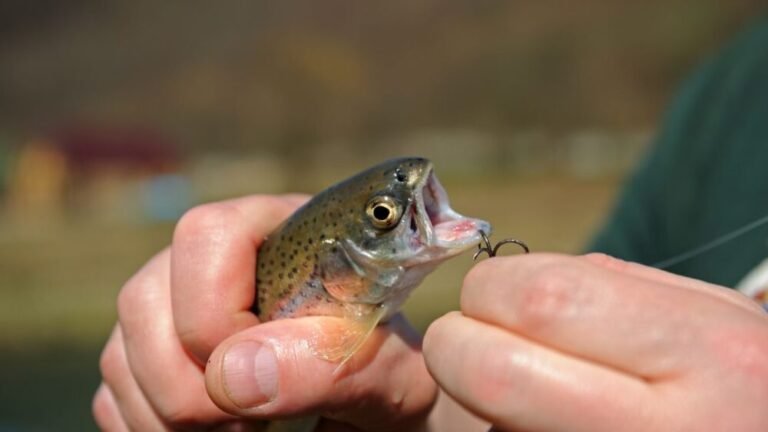 Hook Size for Trout Fishing