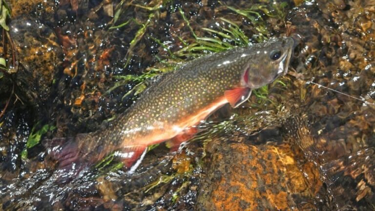 Bait For Brook Trout