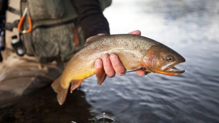 Trout Fishing in Summer