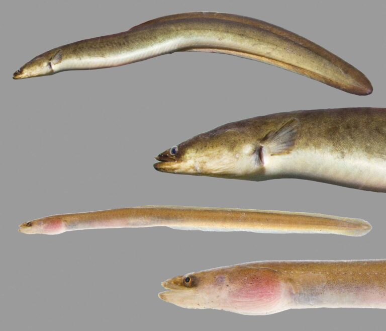 American Eel: Discover How to Identify And Tips to Catch