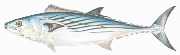 Atlantic Bonito: Discover how to identify and tips to catch