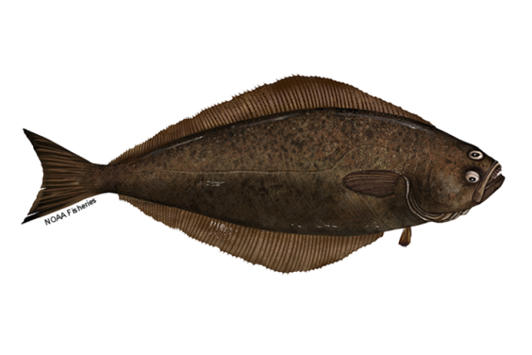 Atlantic Halibut: Discover How to Identify And Tips to Catch