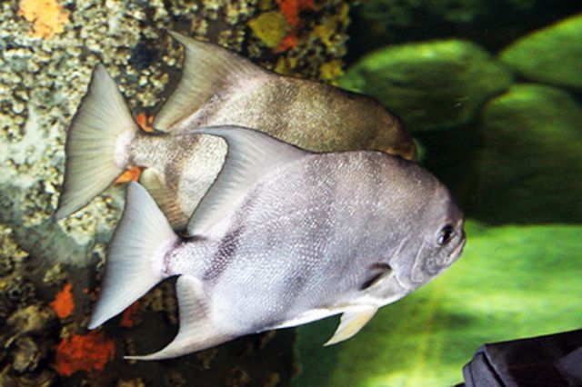 Atlantic Spadefish: Discover How to Identify And Tips to Catch