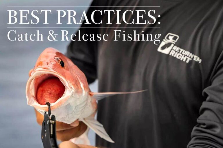 Best Practices on How to Release Fish