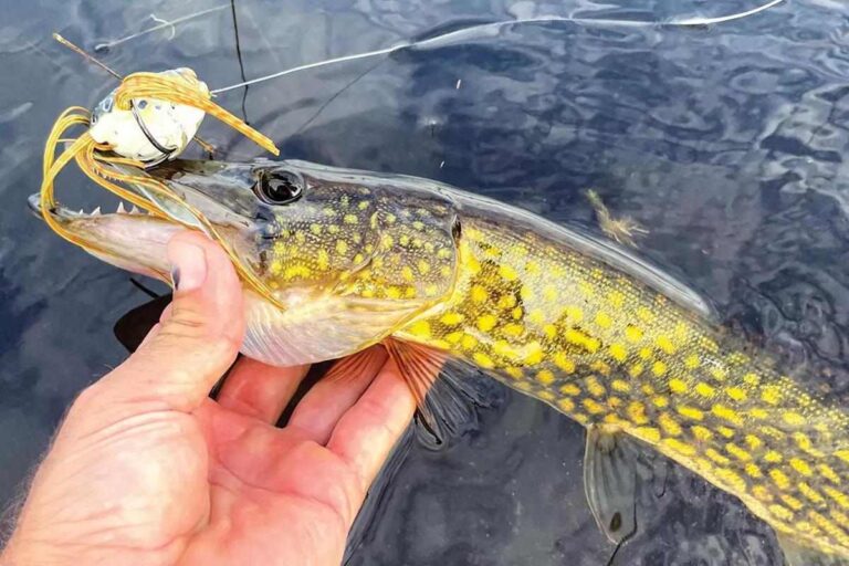 Chain Pickerel: Discover How to Identify And Tips to Catch