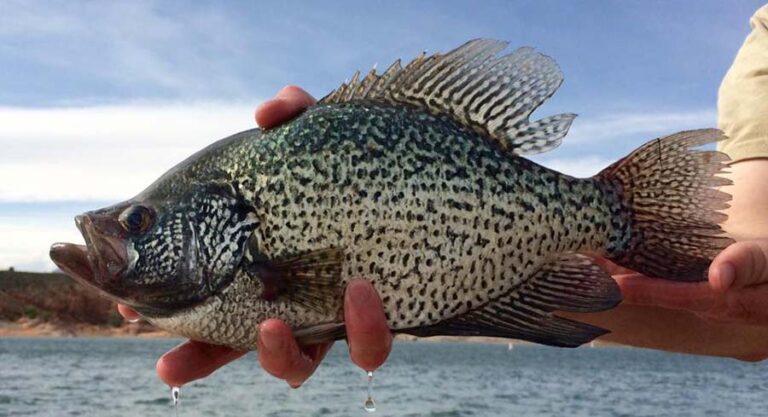 Convenient Utah Fishing Reports to catch more fish