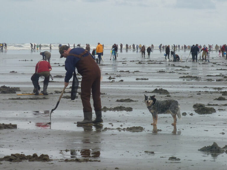 Facts About Washington Coast Razor Clam Fishing