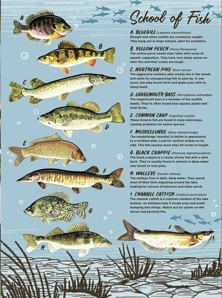 Fishing in Illinois: Spots & Regulations