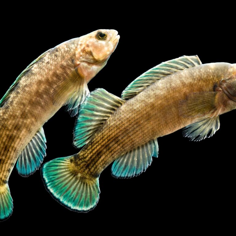 Freshwater Fish Species Information