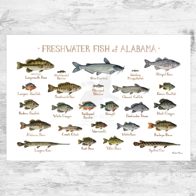 Guide to Fishing in Alabama