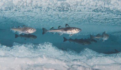 How Do Fish Survive in Frozen Lakes?