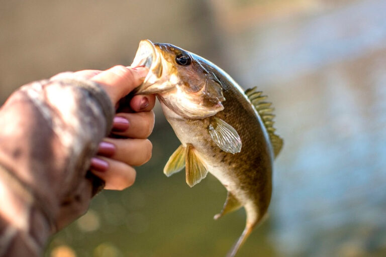 How to Catch Bass - Fishing Tips