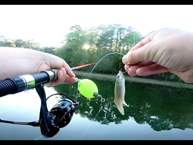 How to Fish with Live Shrimp or Minnows Under a Popping ...