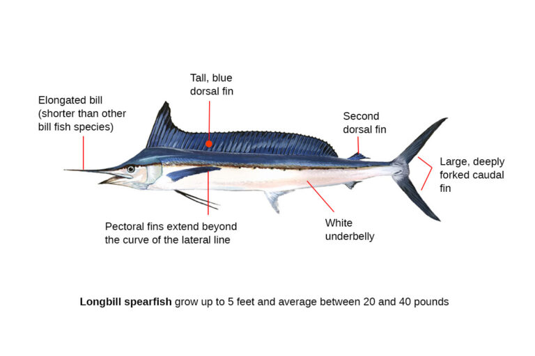 How to Identify a Longbill Spearfish