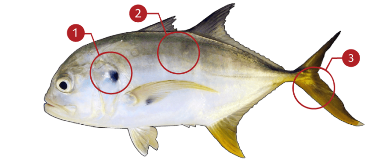 How to Identify a Pacific Crevalle Jack