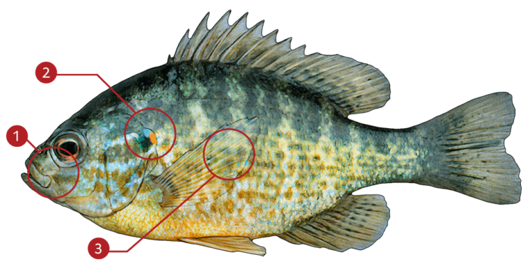 How to Identify a Pumpkinseed Sunfish