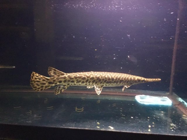 How to identify a Shortnose Gar