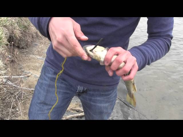 How to Keep Fish Fresh While Fishing