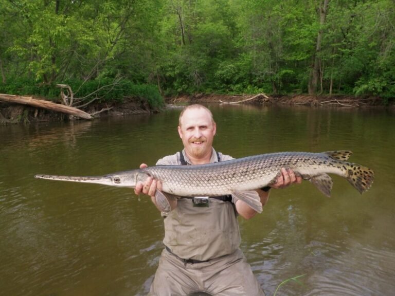 Longnose Gar: Discover how to identify and tips to catch