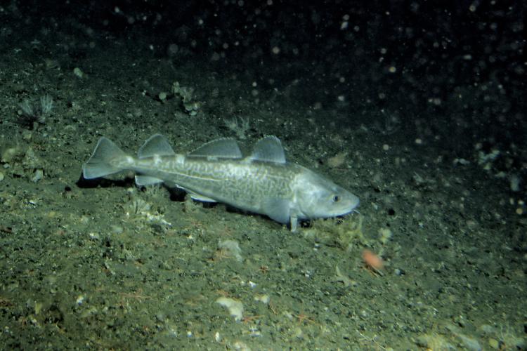 Pacific Cod: Discover how to identify and tips to catch