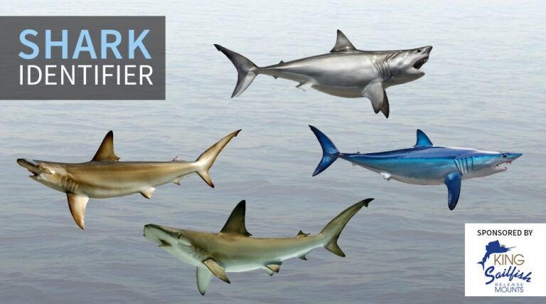 Porbeagle Shark: Discover how to identify and tips to catch