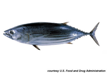 Skipjack Tuna: Discover how to identify and tips to catch