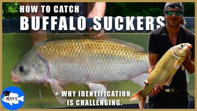 Smallmouth Buffalo: Discover How to Identify And Tips to Catch