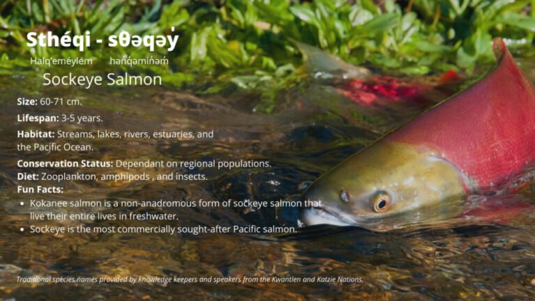 Some Facts about Salmon Spawning Season