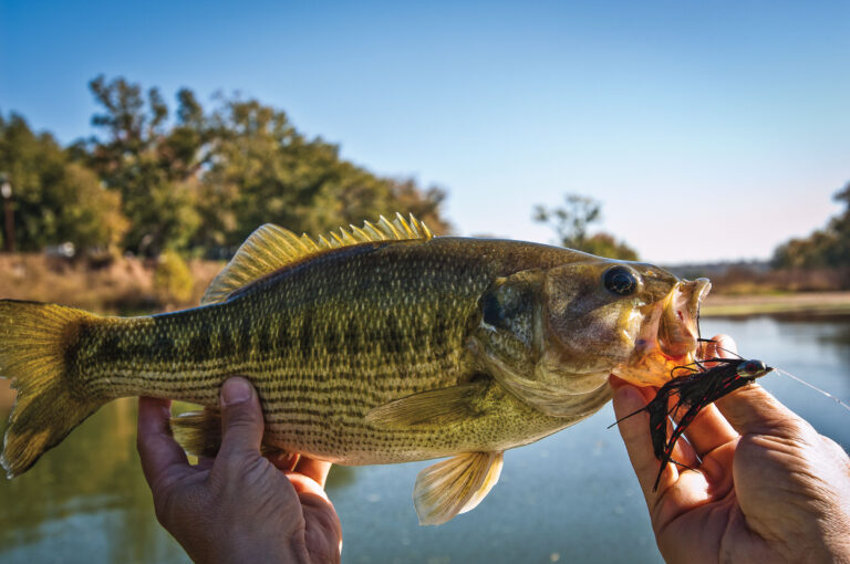 Spotted Bass: Discover how to identify and tips to catch