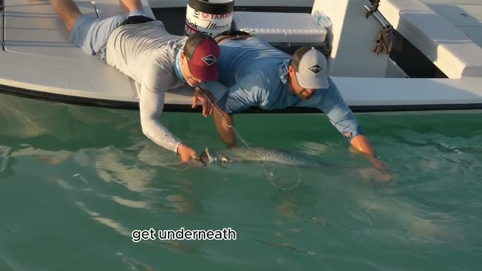 Tarpon: Discover how to identify and tips to catch