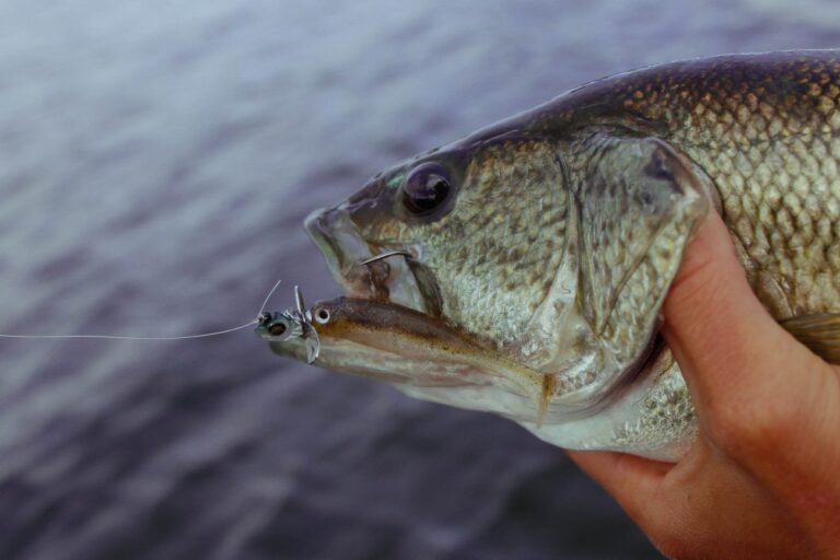 The Top Lures and Retrieval Methods For Winter Bass ...