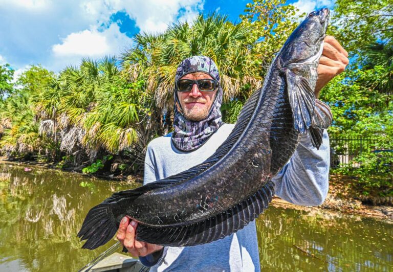 Tips for Snakehead Fishing in Florida