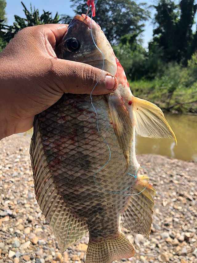 Tips on How to Catch Tilapia in Texas