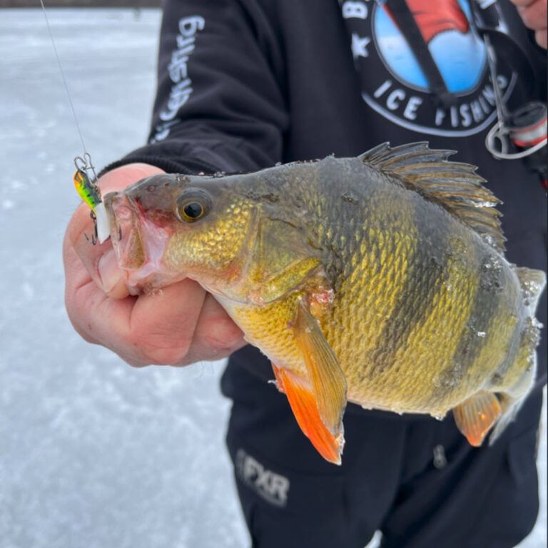 Top Ice Fishing Lures & Bait