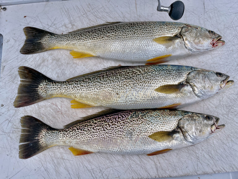 Weakfish: Discover How to Identify And Tips to Catch