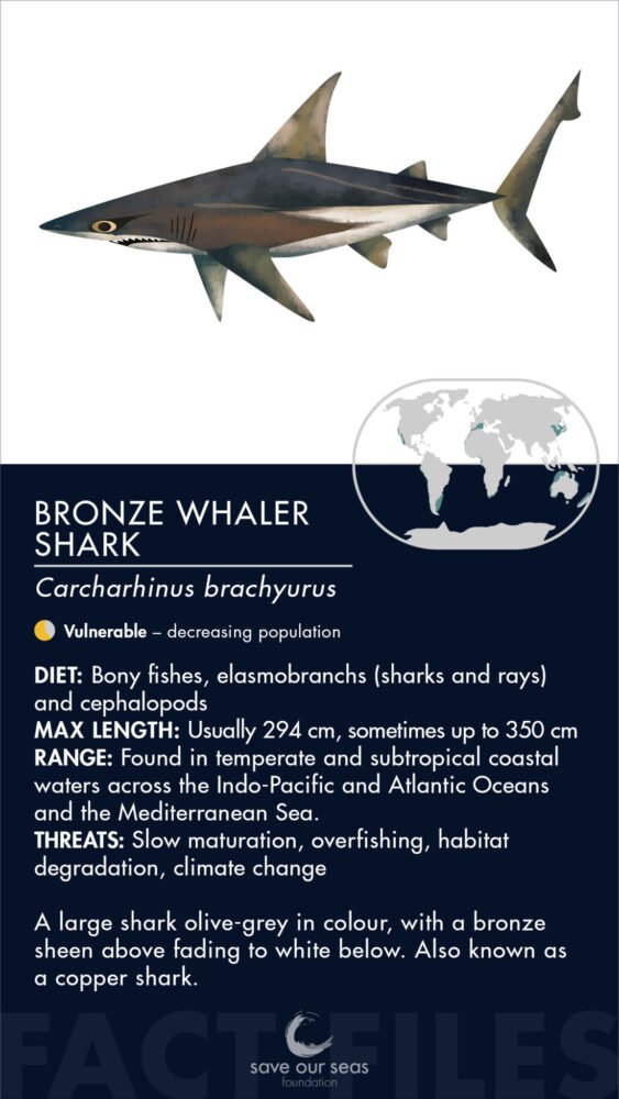 Whalers Shark: Discover how to identify and tips to catch