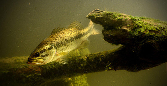 Winter Fishing in Texas Is a Time for Big Bass