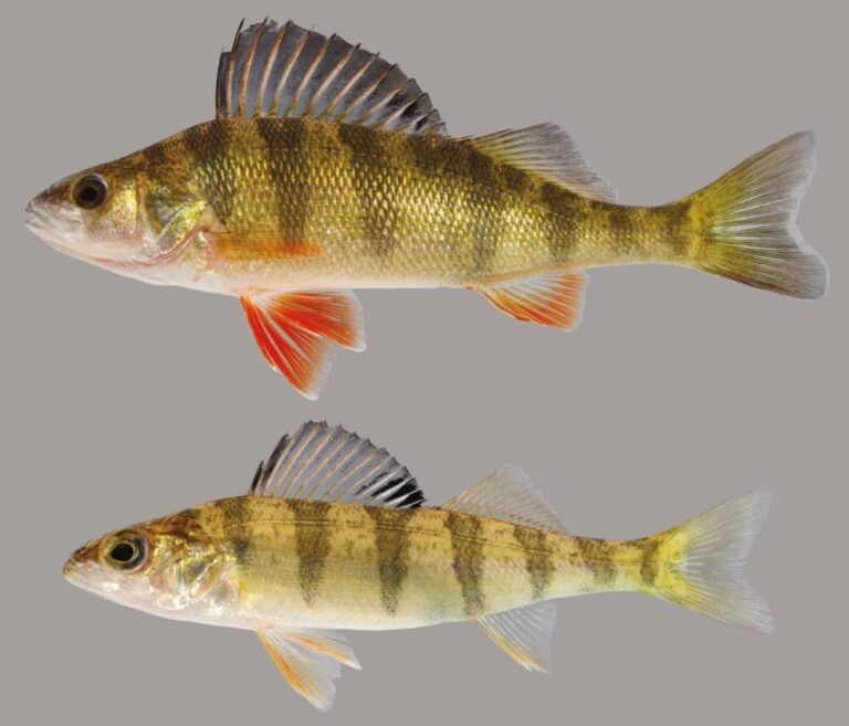 Yellow Perch: Discover How to Identify And Tips to Catch