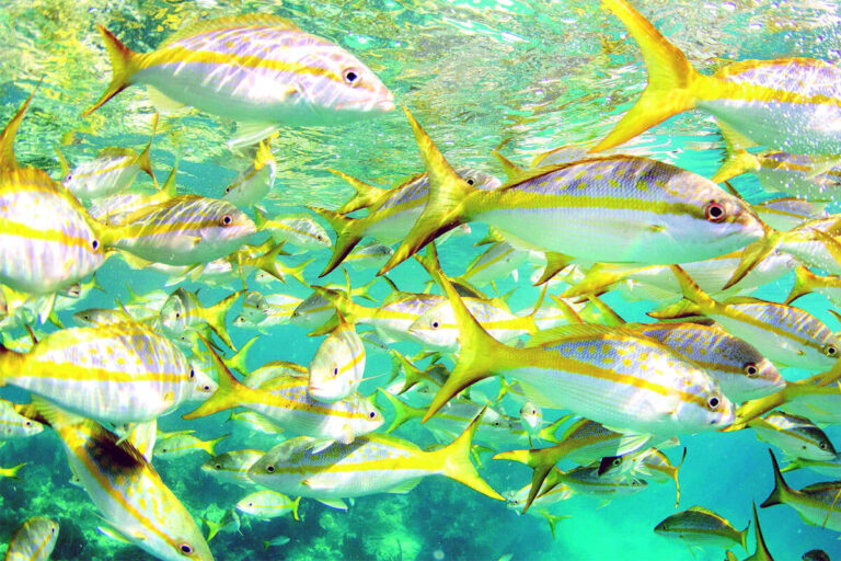 Yellowtail Snapper: Discover How to Identify And Tips to Catch